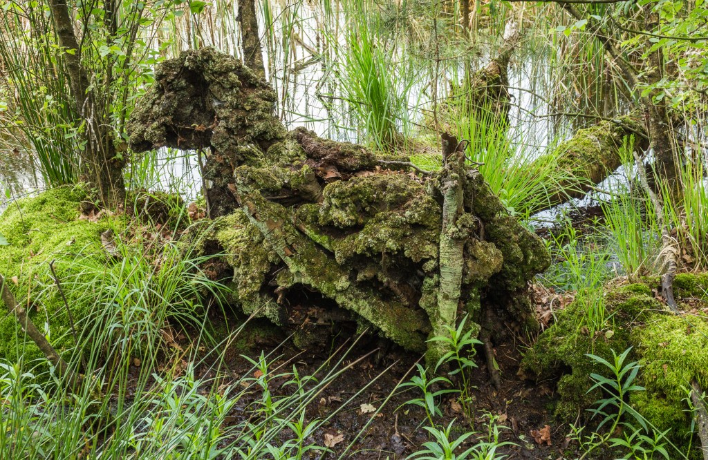 By Dominicus Johannes Bergsma - Own work, CC BY-SA 4.0, https://commons.wikimedia.org/w/index.php?curid=79411038